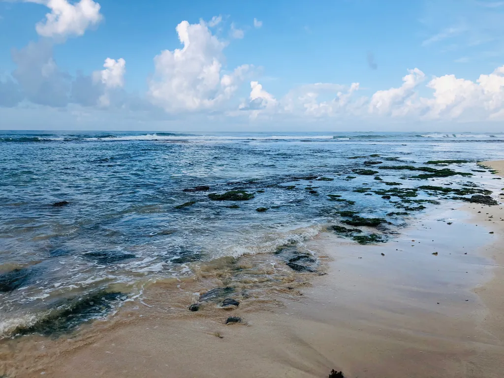 The coastline at Ahangama, with palms leaning over a rocky shore