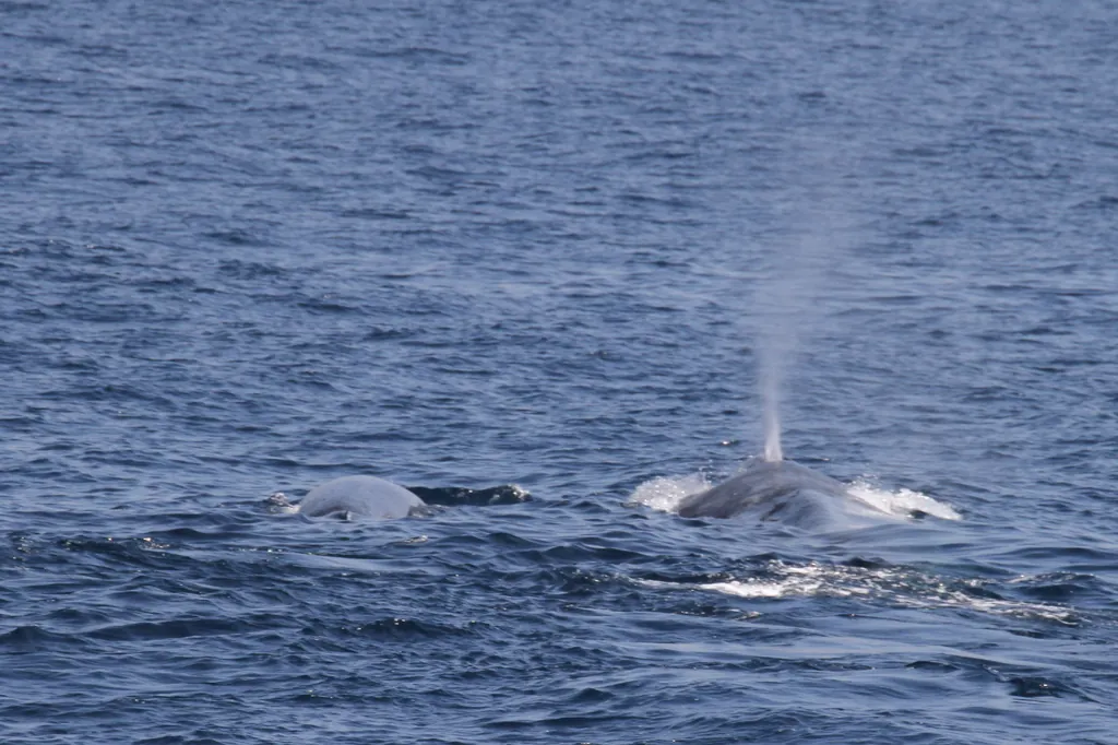 A blue whale surfacing off the south coast of Sri Lanka