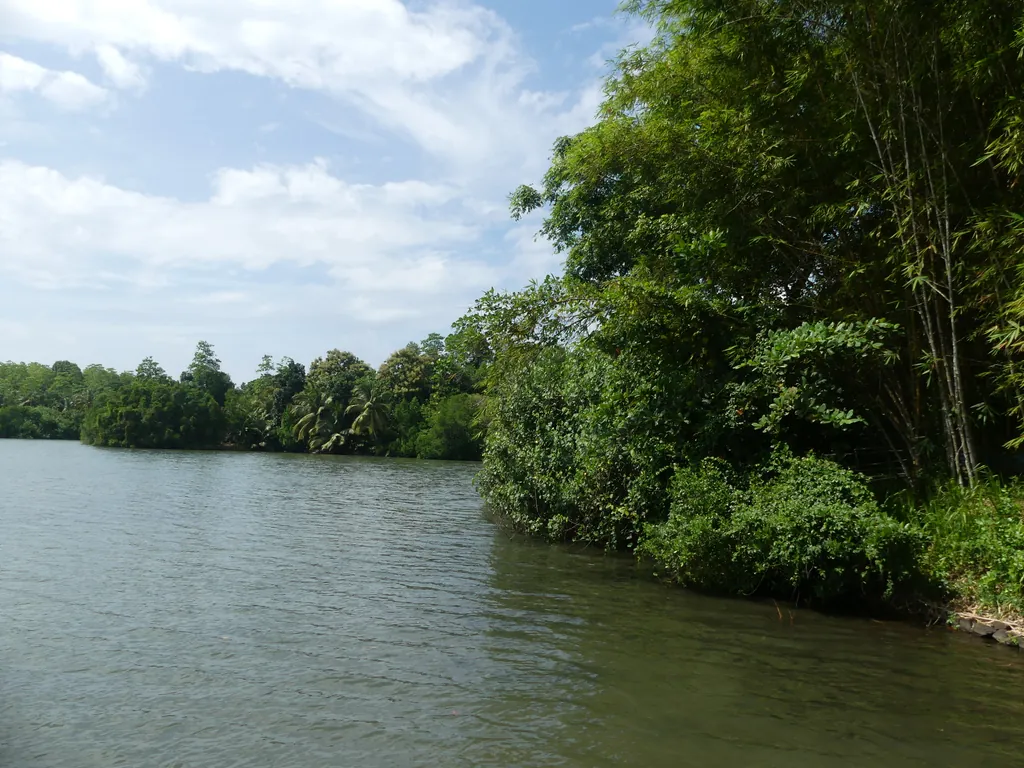 Mangrove roots at the edge of Koggala Lake