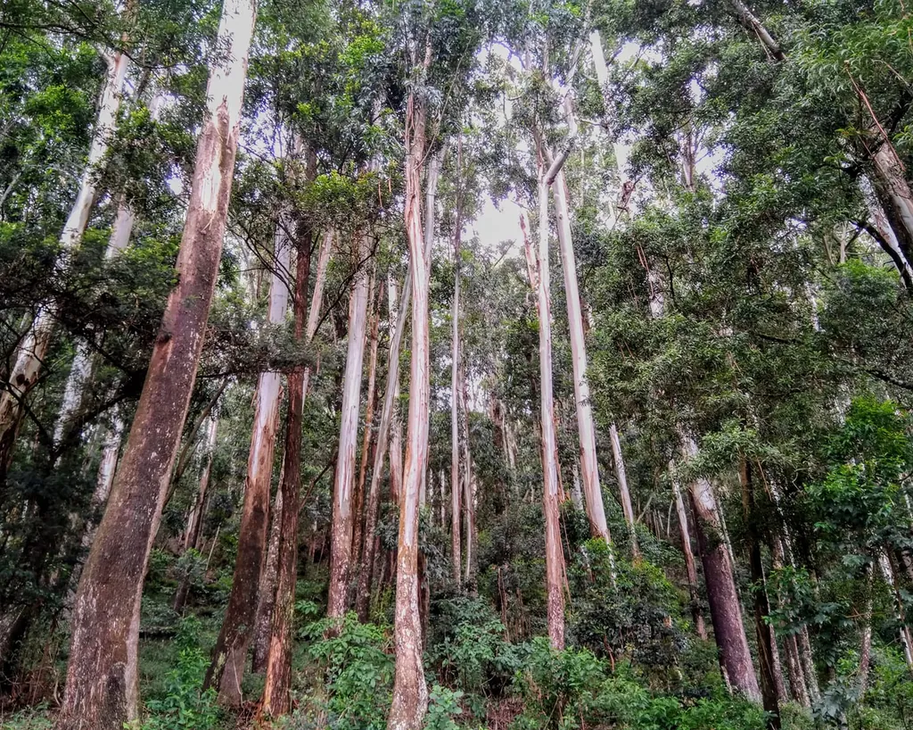 Dense canopy in the Sinharaja rainforest reserve
