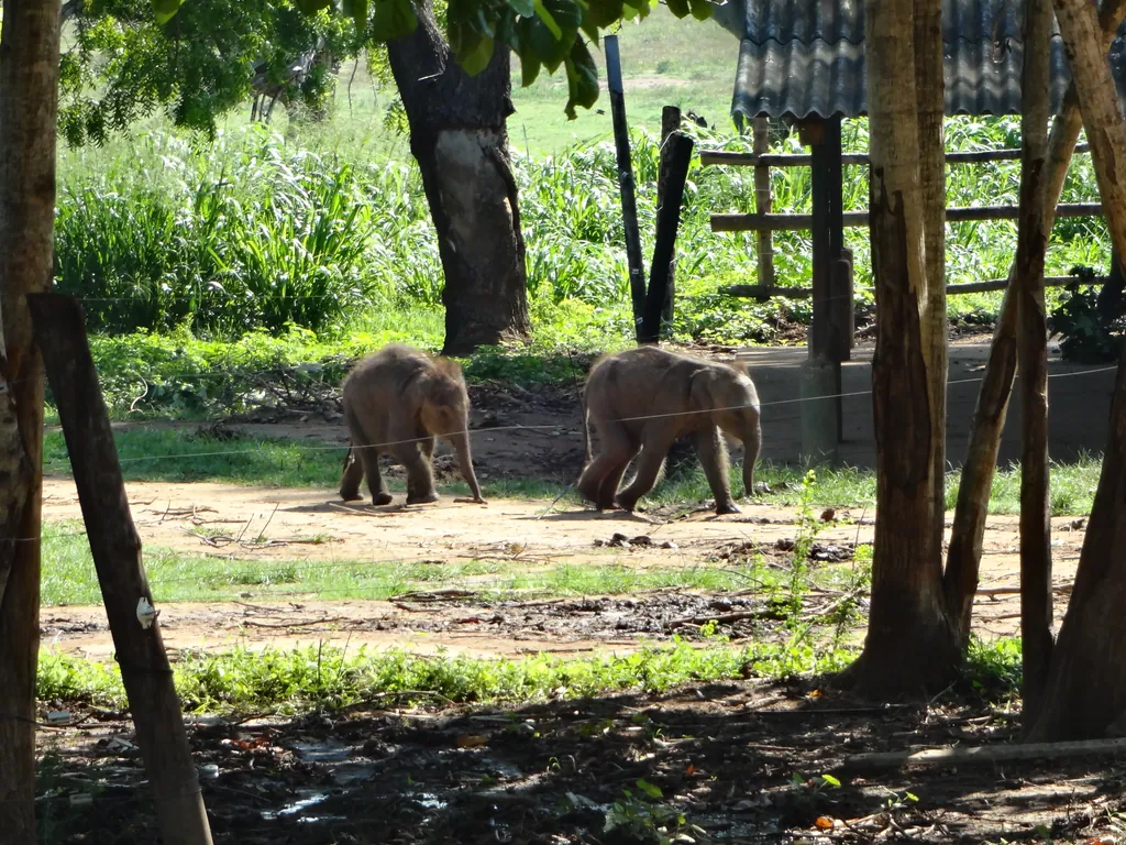 A wild Sri Lankan elephant among scrub at Udawalawe