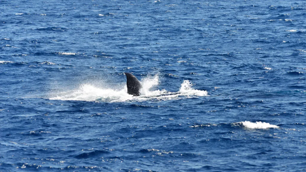 A whale-watching boat on open water off Mirissa